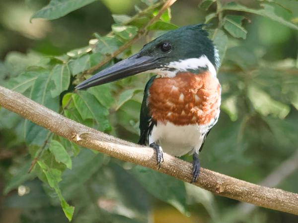 <h3><a href="/trips/costa-rica/biota/animalia/chordata/aves/037 coraciiformes/003 alcedinidae/chloroceryle amazona/chloroceryle amazona-nl.html">Chloroceryle&nbsp;amazona</a> / Amazon&nbsp;kingfisher / Amazoneijsvogel</h3>OM-1 Mark II met M.300mm F4.0 + MC-14, 1/1600 sec  bij F5.6, ISO 10000, afstand 19.5&nbsp;m
